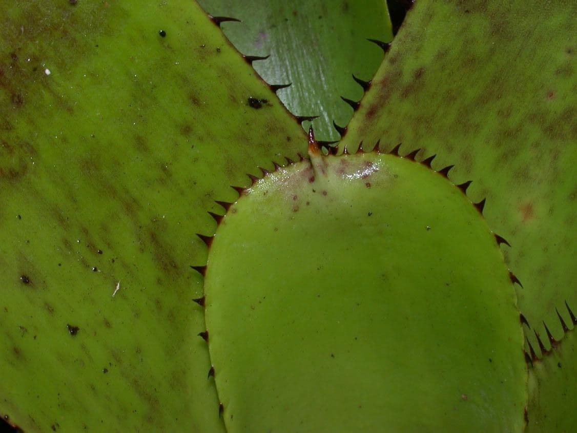 Aechmea nudicaulis 4