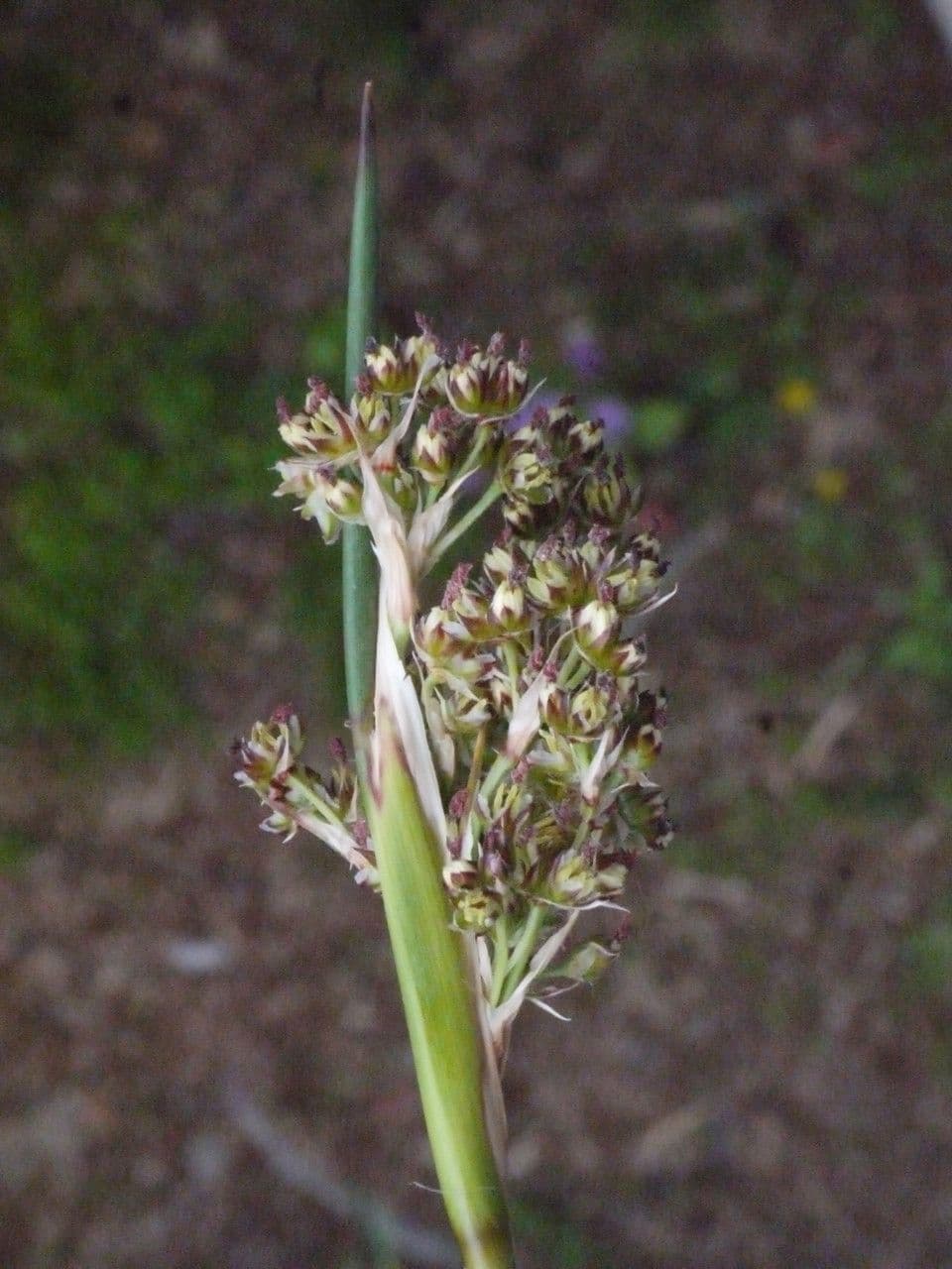 Stechende Binse 27