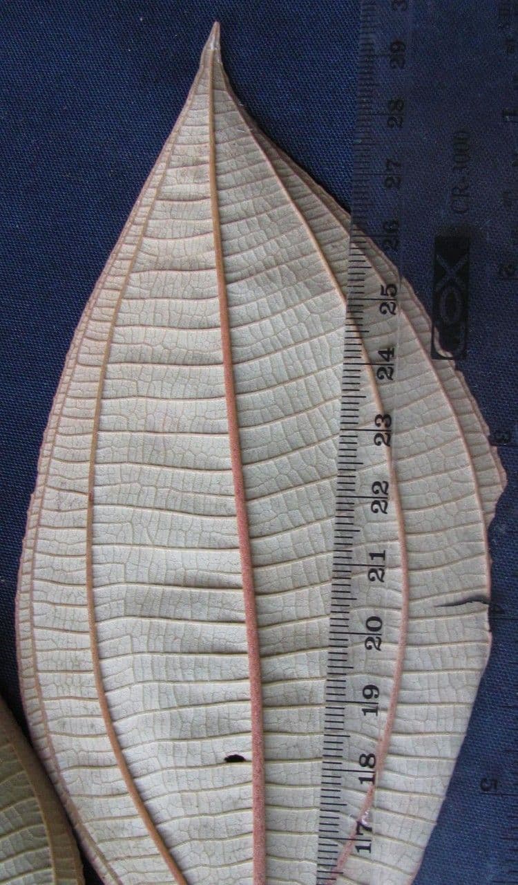 Miconia a dodici stami 6