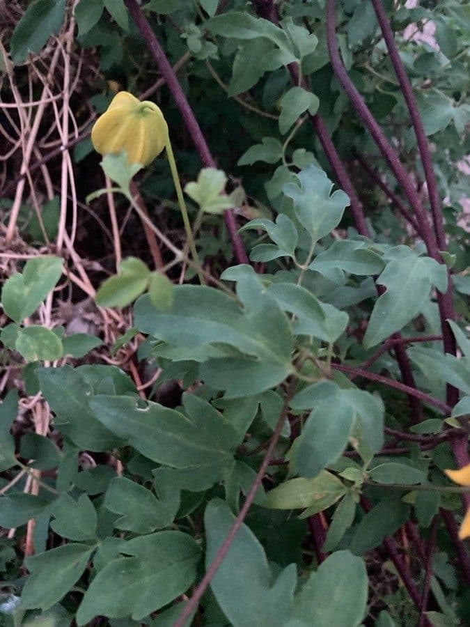Clematis 18