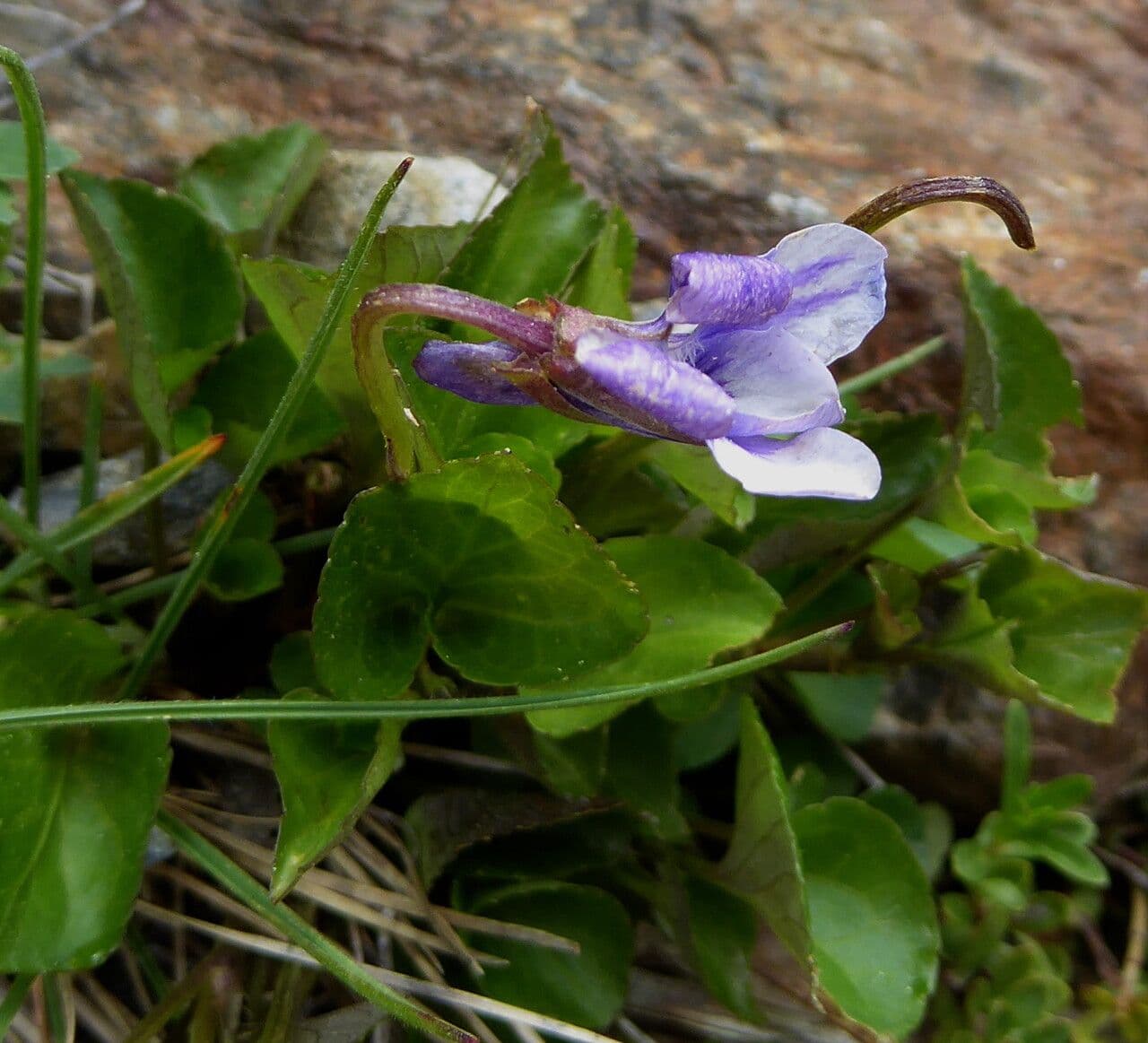Viola palustre 9