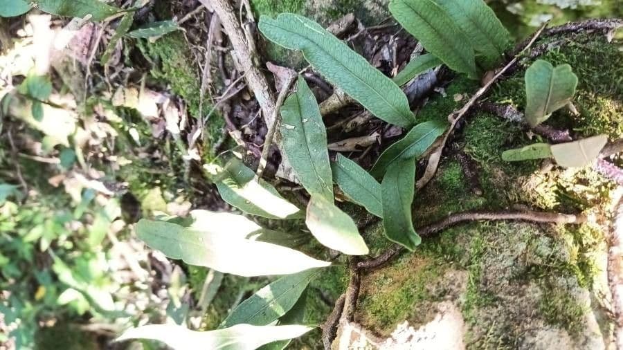 Mikrogramma 2