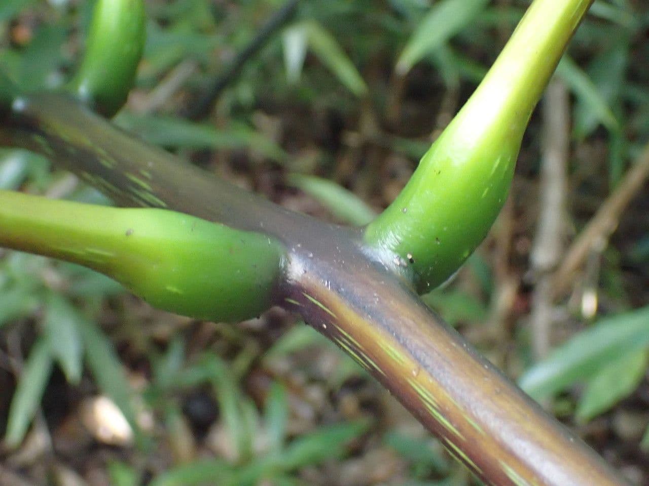Ptisana 12