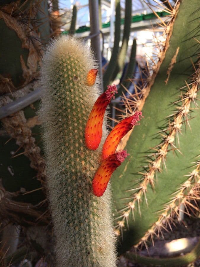 Cactus di Baumann 5