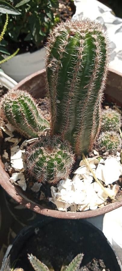 Cactus pettine 3
