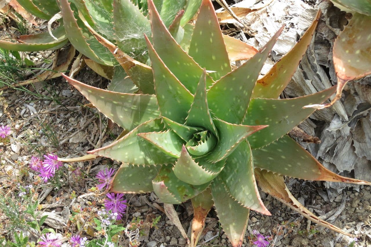 Aloe 19