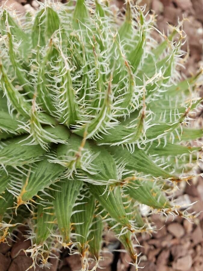 Haworthia 2
