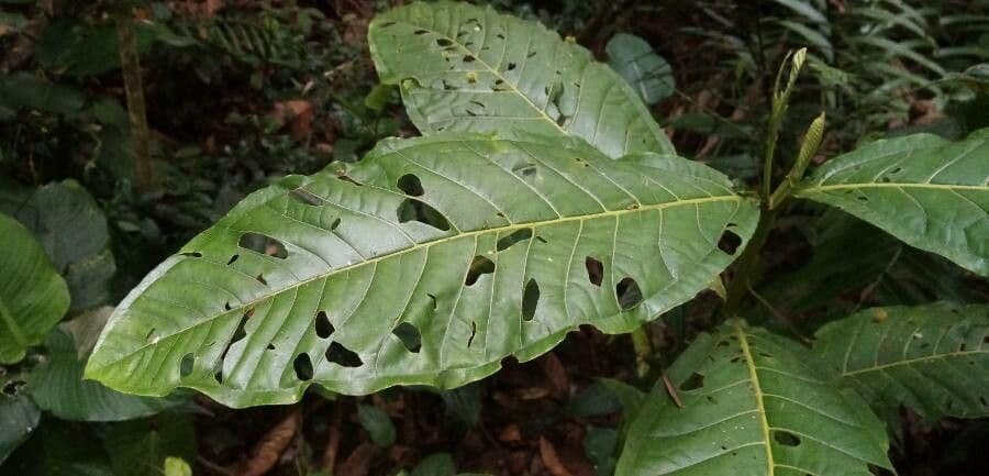 Miconia a tre nervature 6