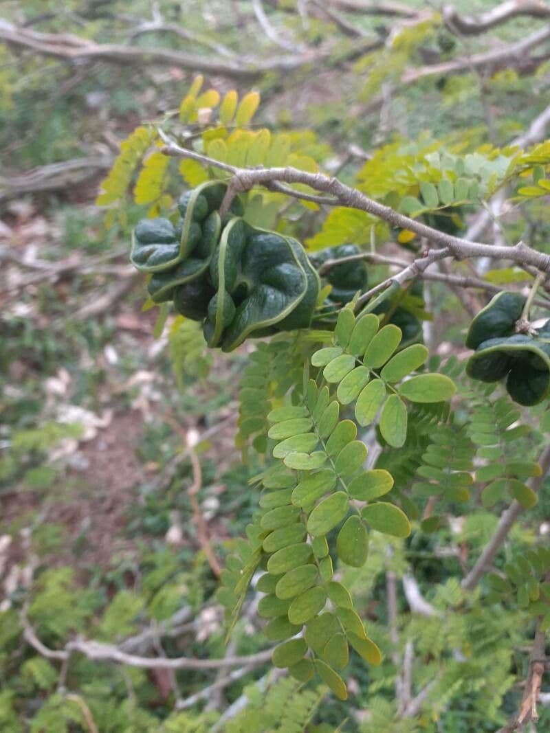 Chloroleucon