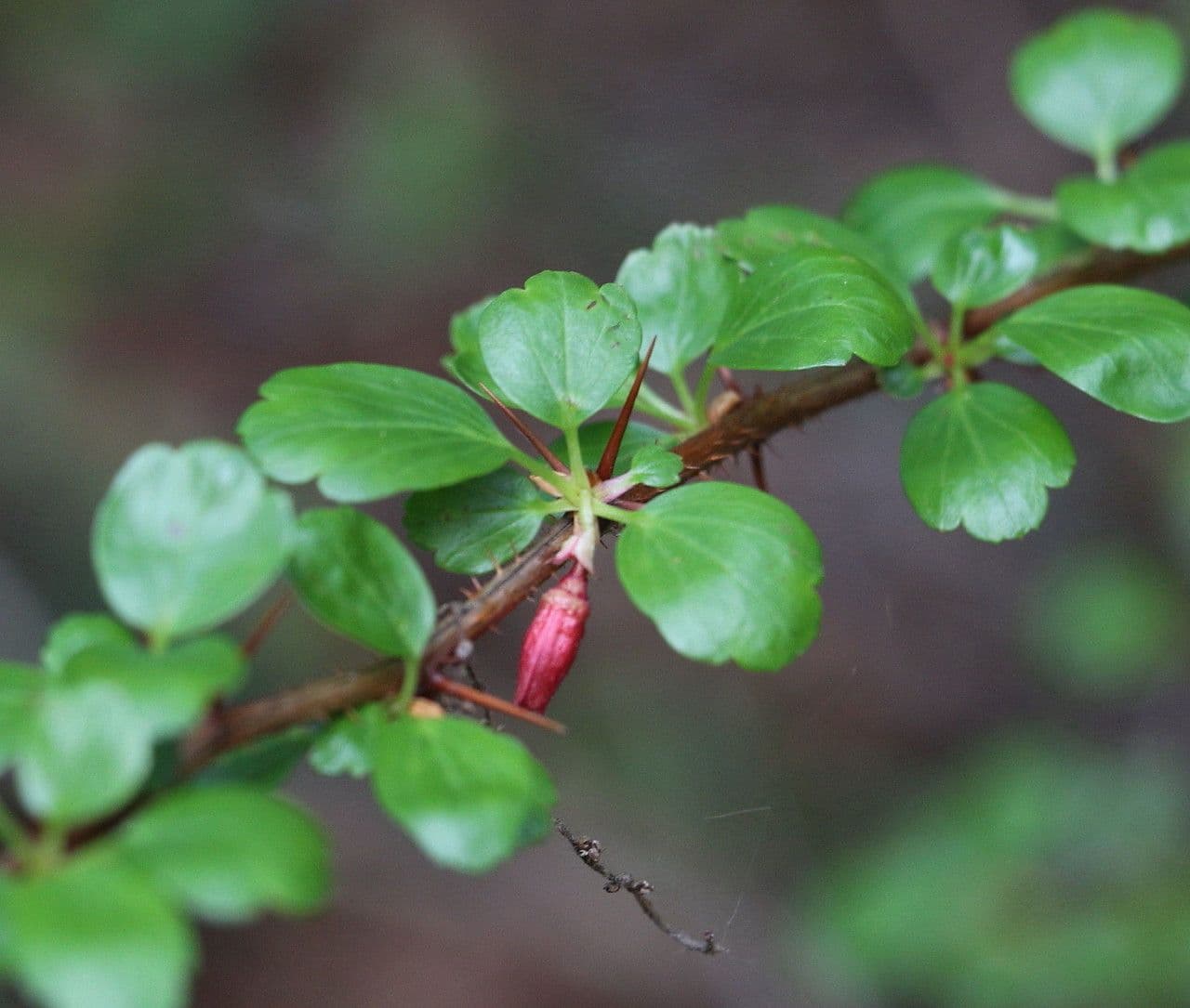 Fuchsiöse johannisbeere 17