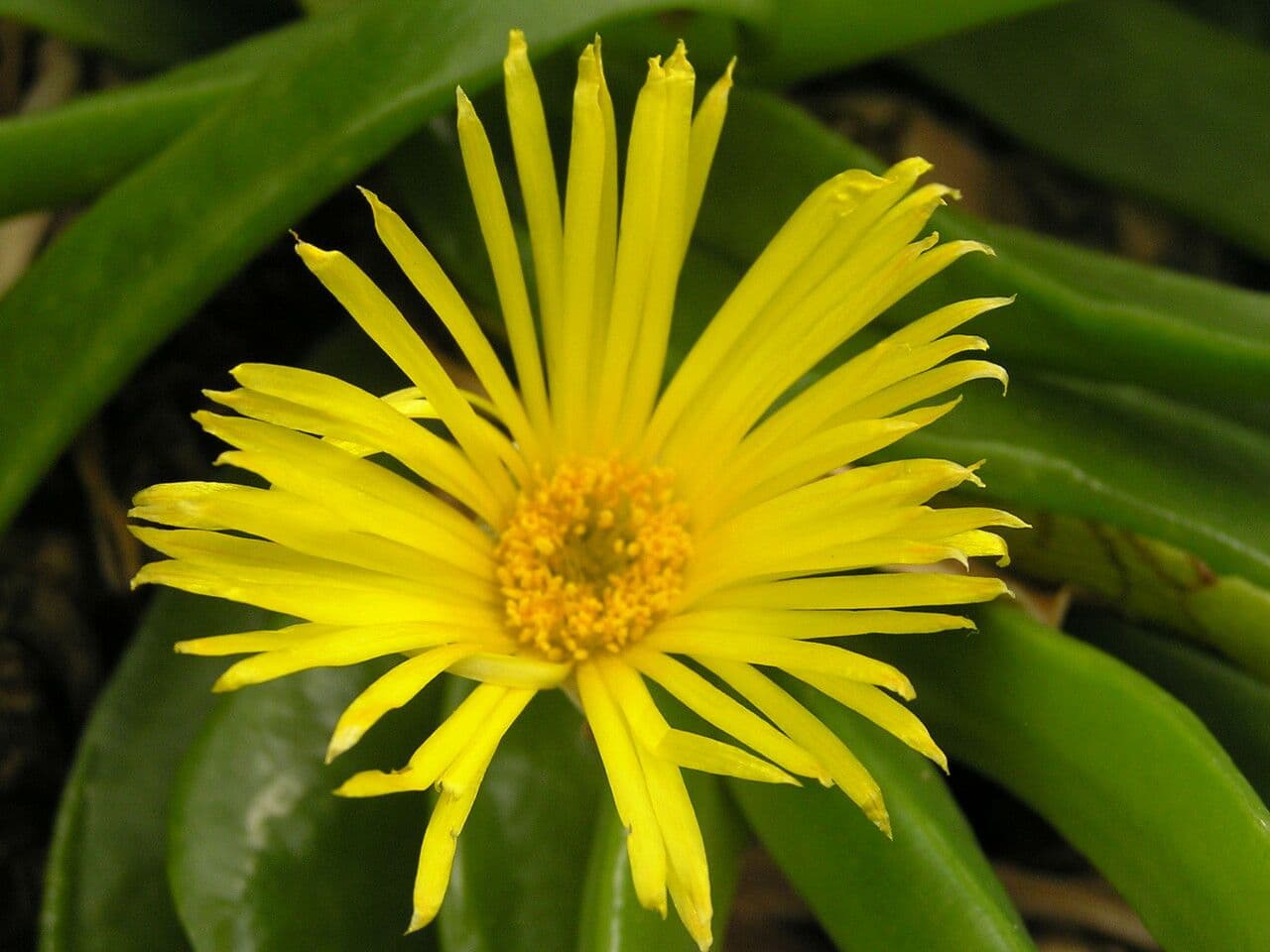 Glottiphyllum 3