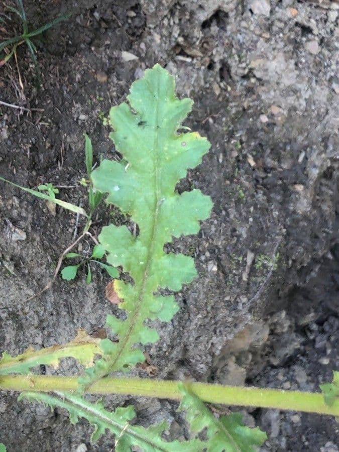 Senecio 4