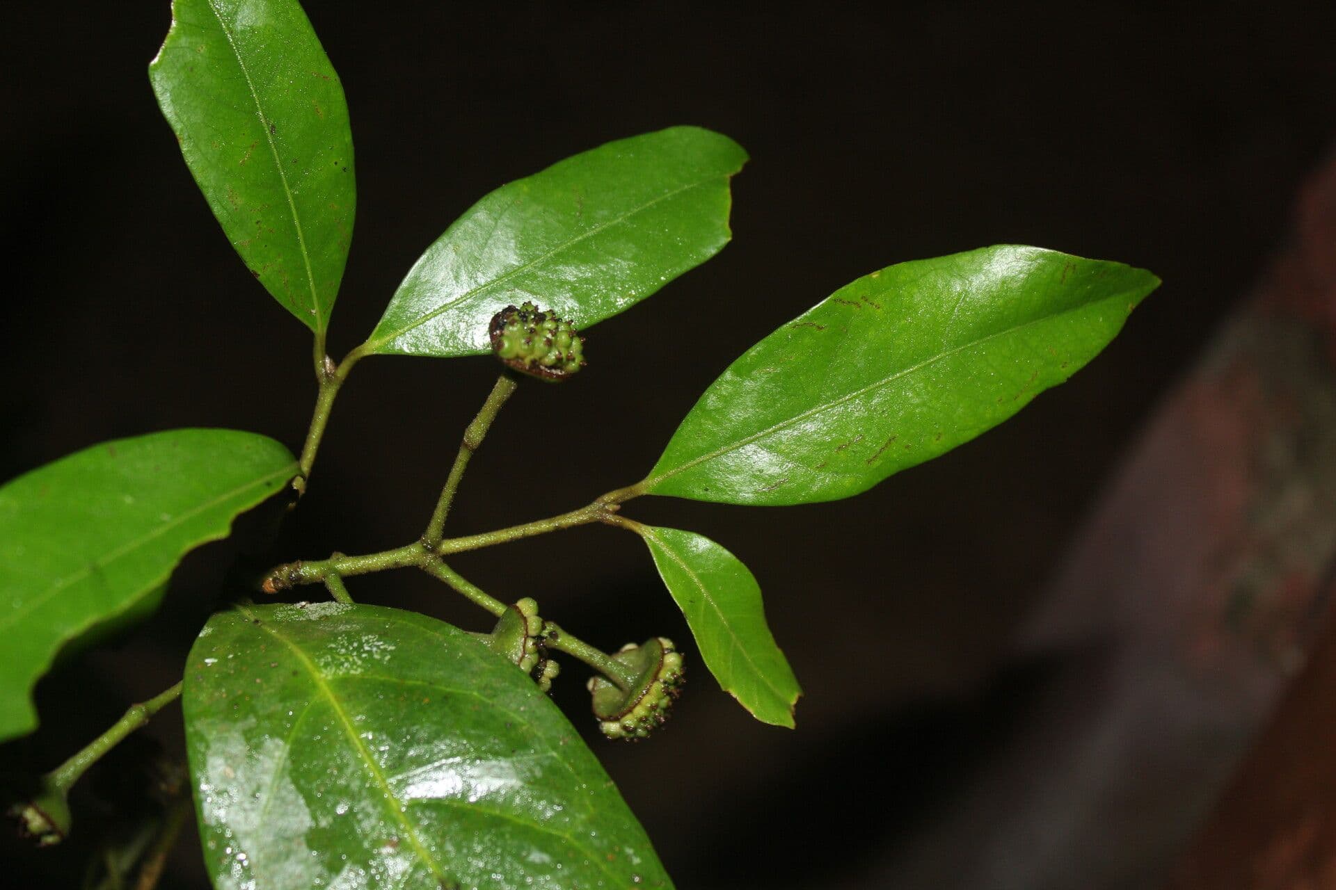 Mollinedia 2