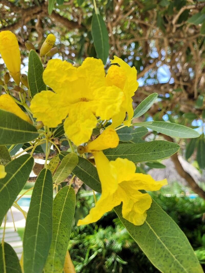 Ipê amarelo 4