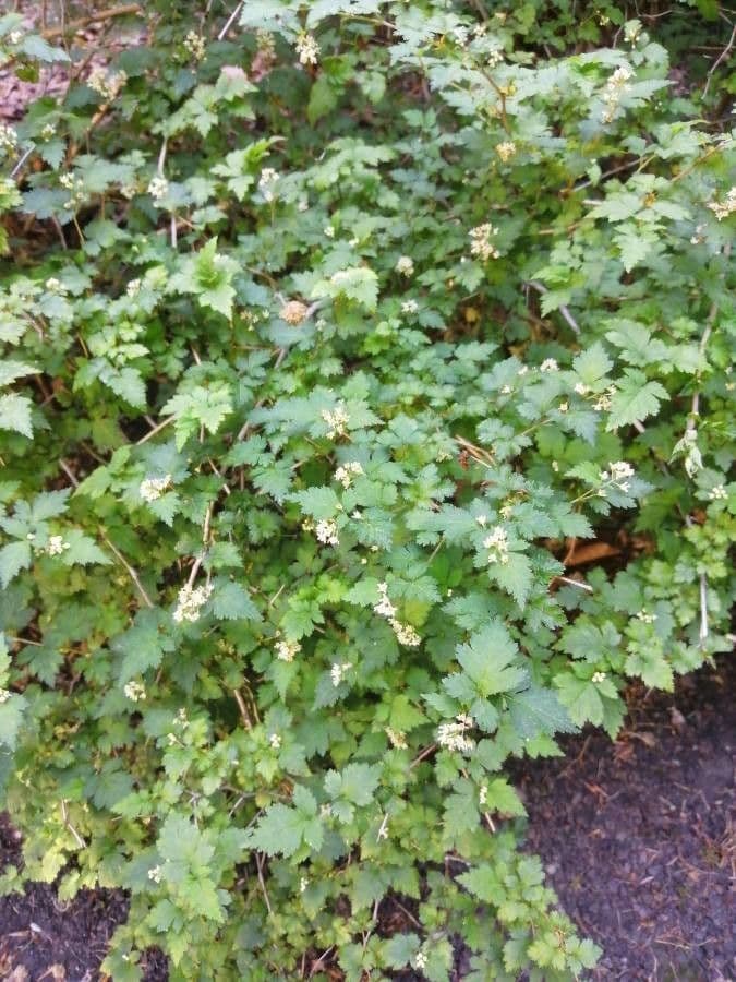 Neillia incisa 8