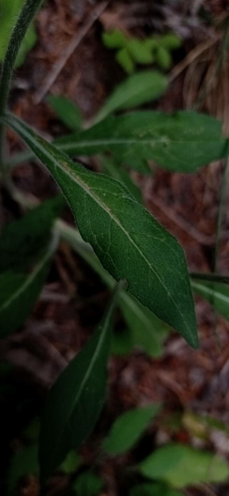 Valerianella coronata 18