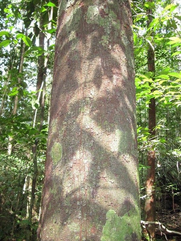 Pouteria 7