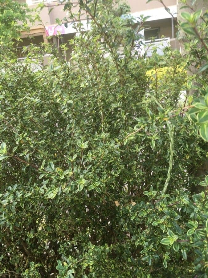 Serissa 8