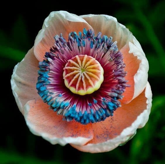 Schlafmohn 10