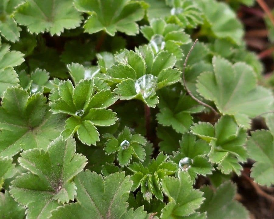 Kontryhel ostrý 15