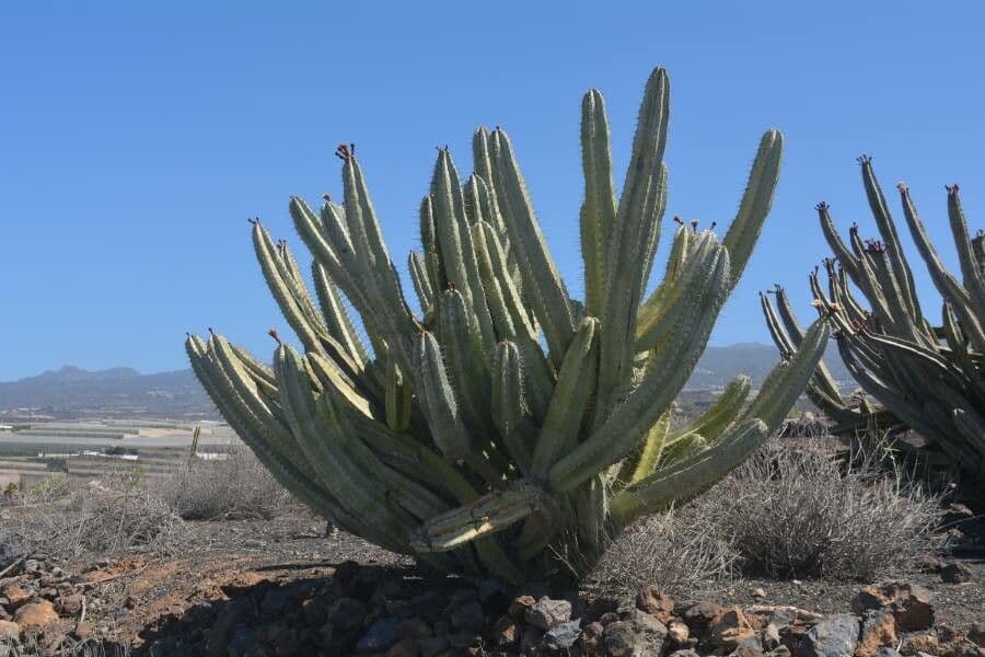 Stenocereus 5