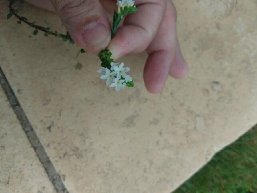 Euploca polyphylla 5