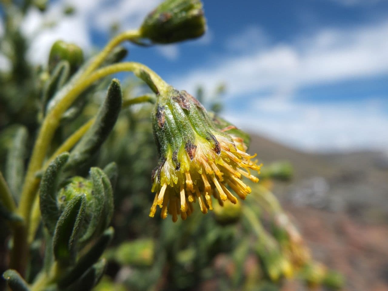Senecio 5