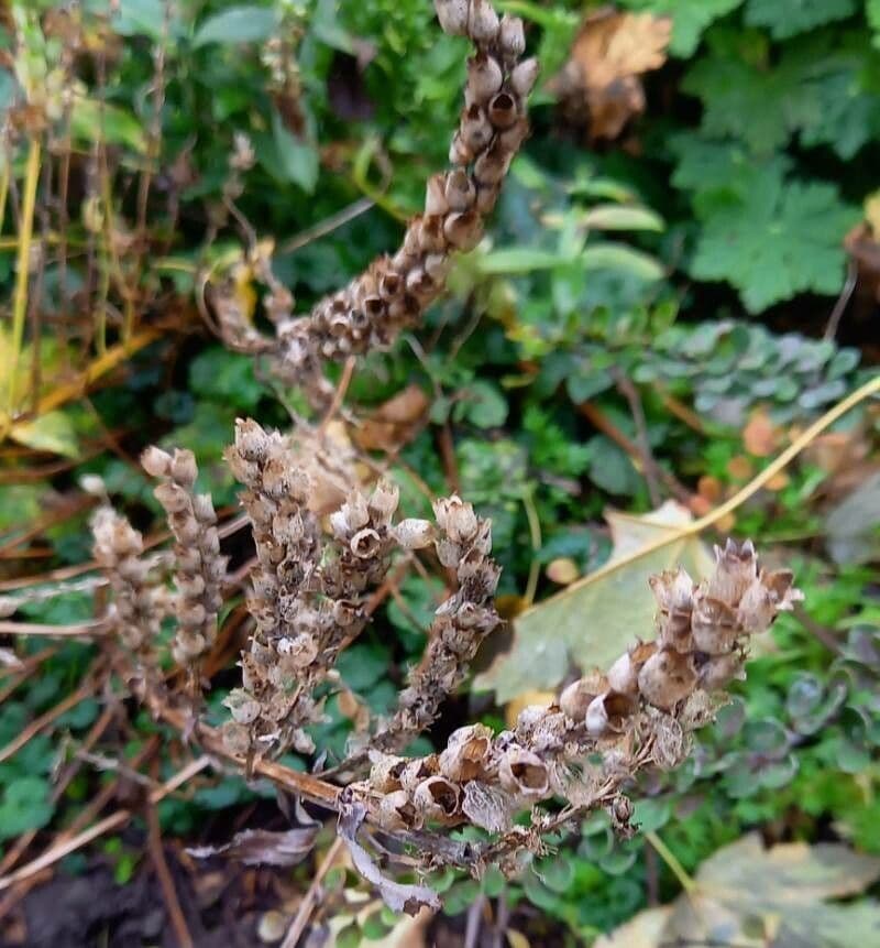 Physostegia virginiana 3