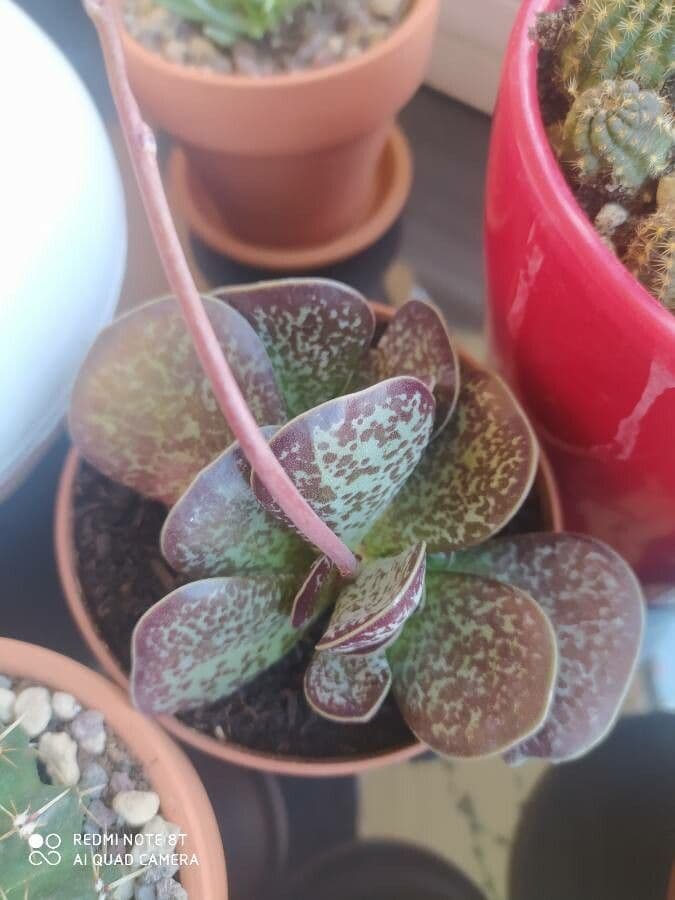 Adromischus