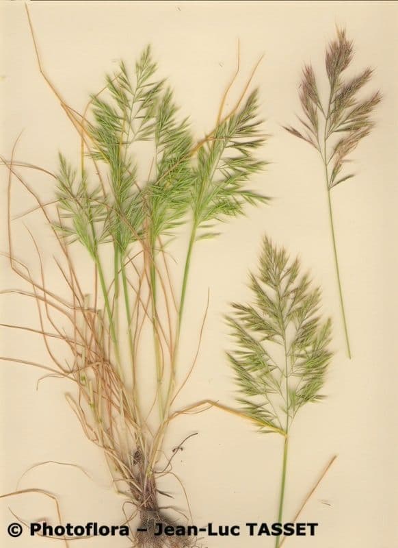 Festuca ligure 10