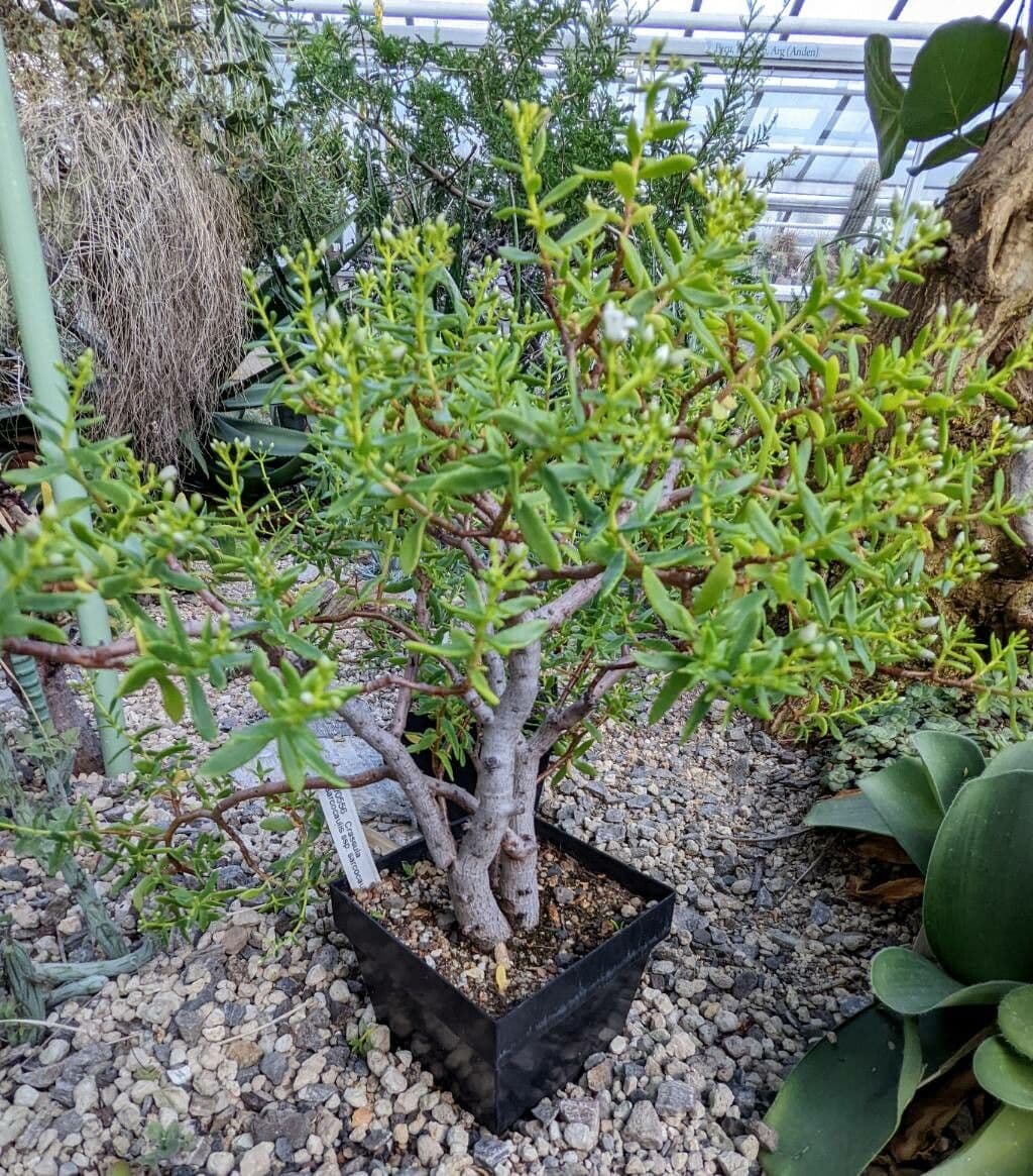 Crassula 10