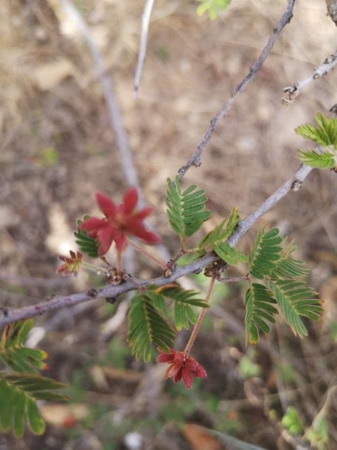 Fairy-duster 5