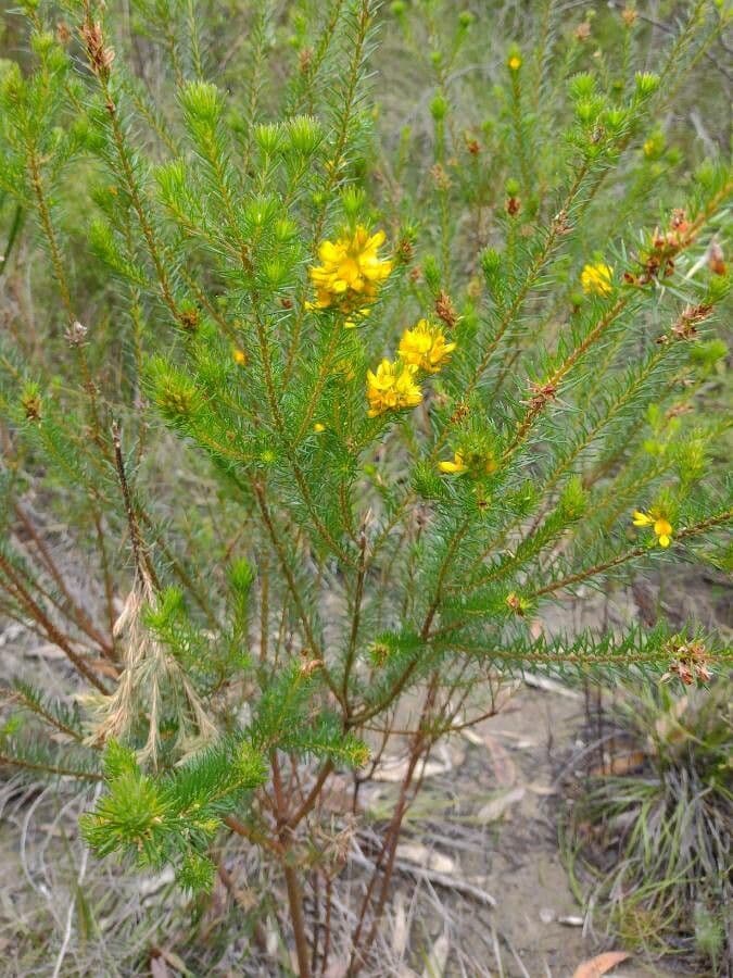 Phyllota phylicoides 6