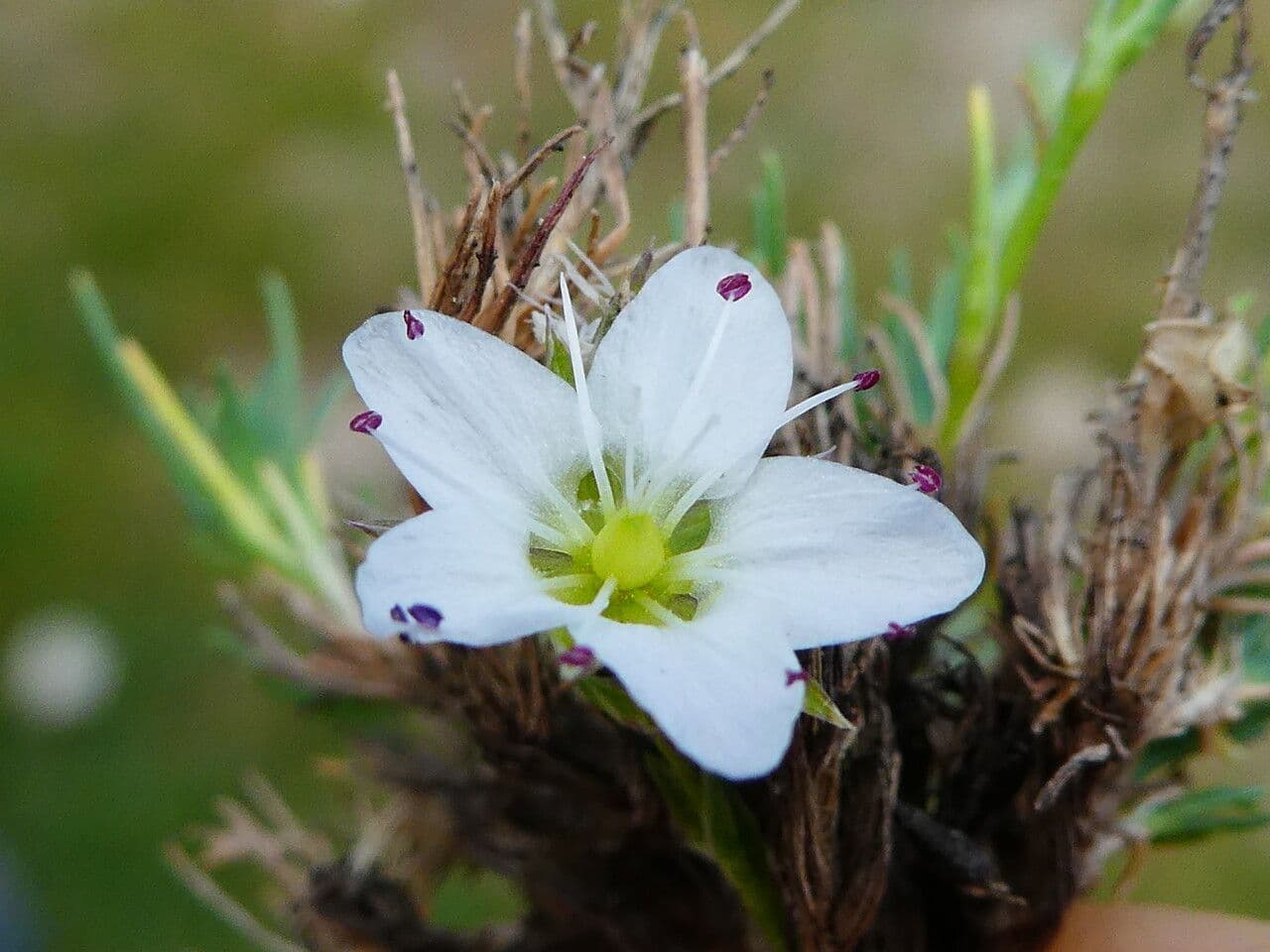 Minuartia recurva 3