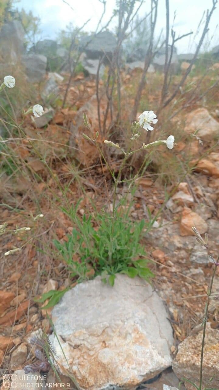 Silene italiana 15