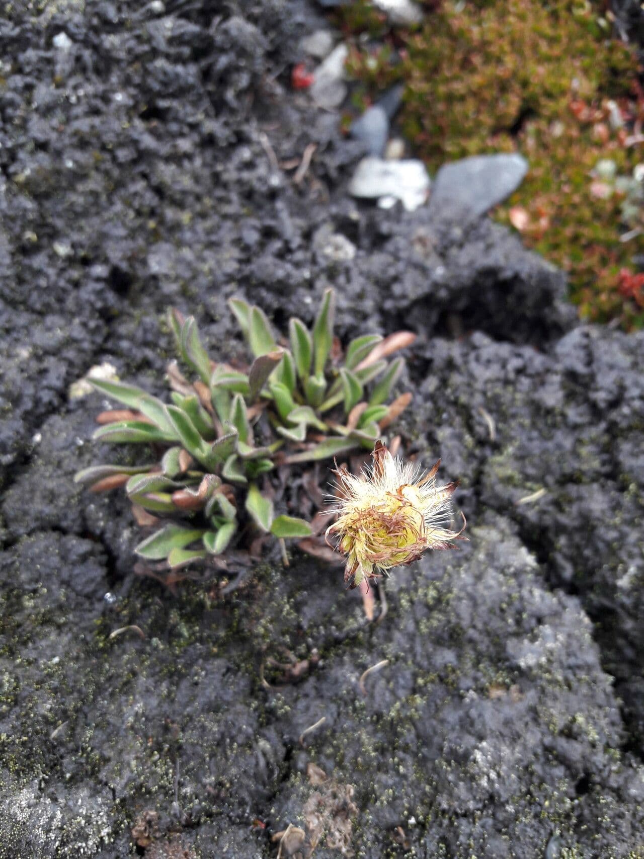 Erigeron 3