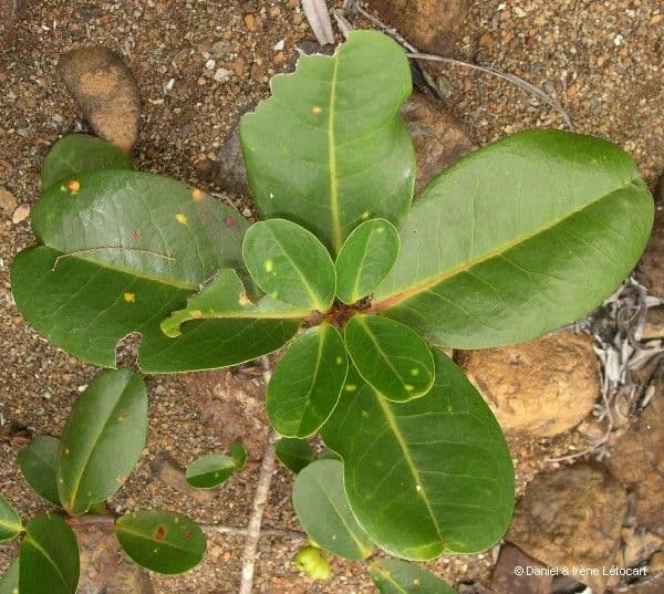 Austrobuxus 8