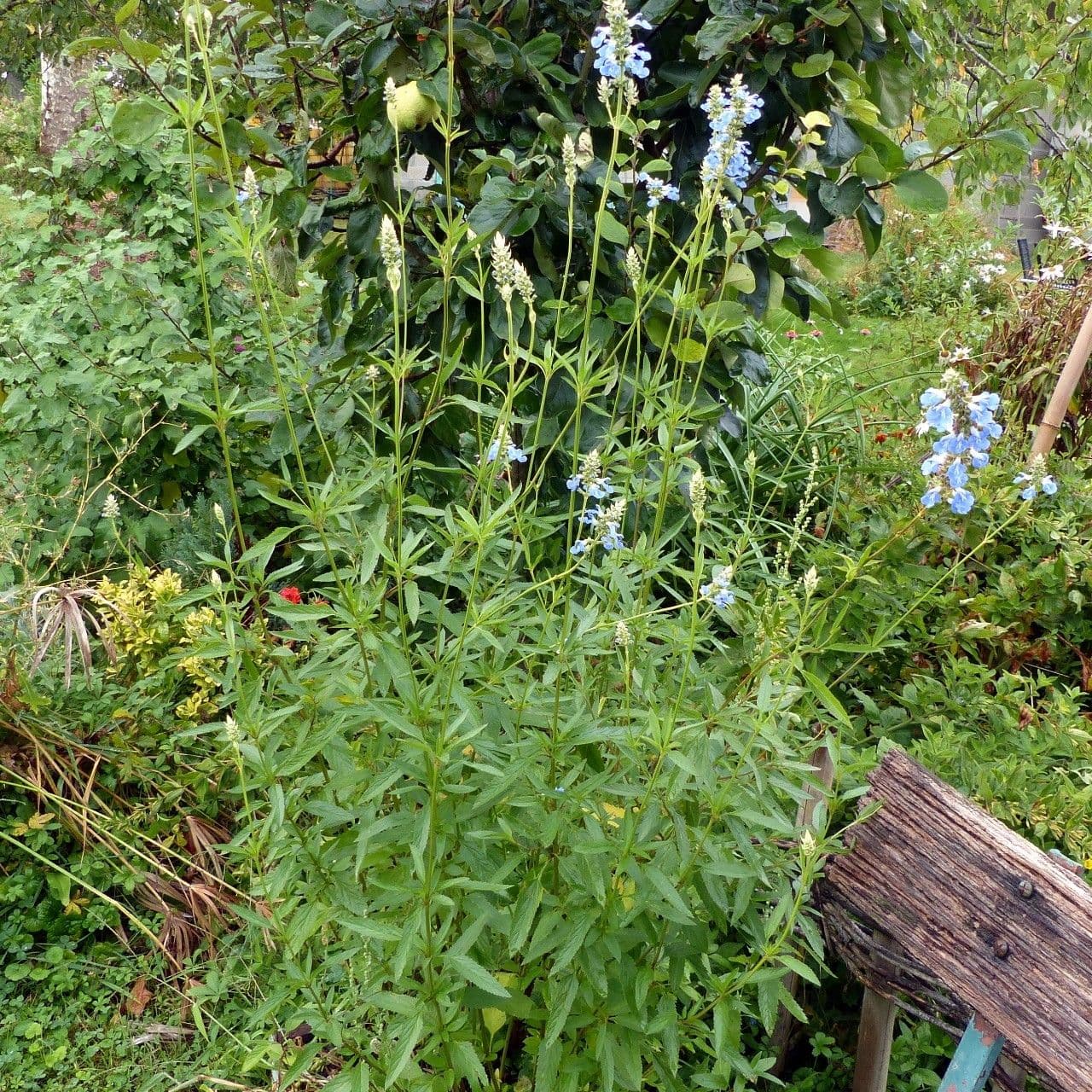 Bog sage 8