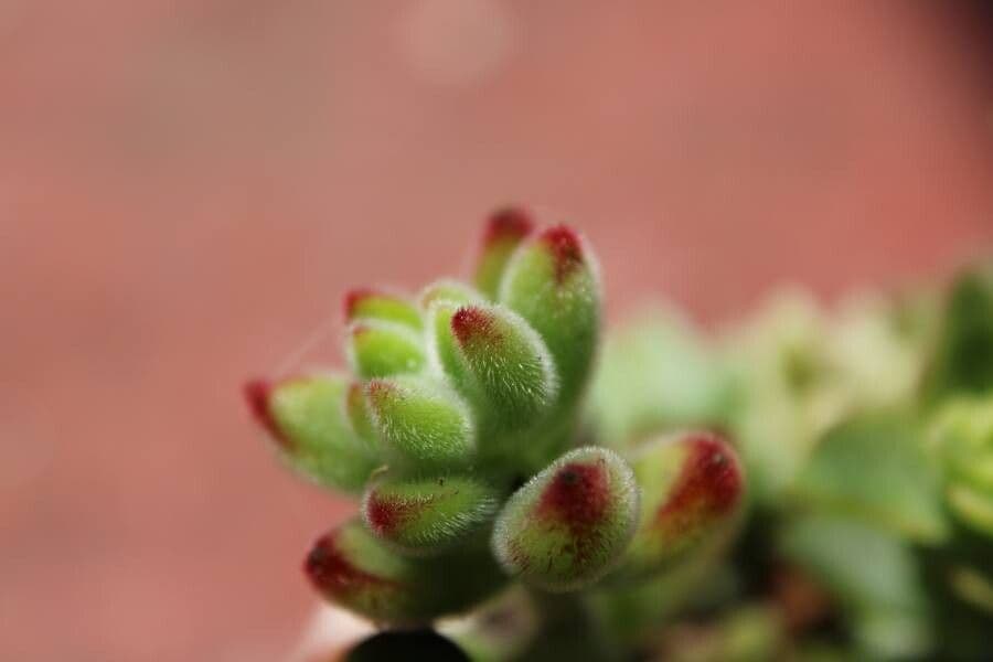 Echeveria 20