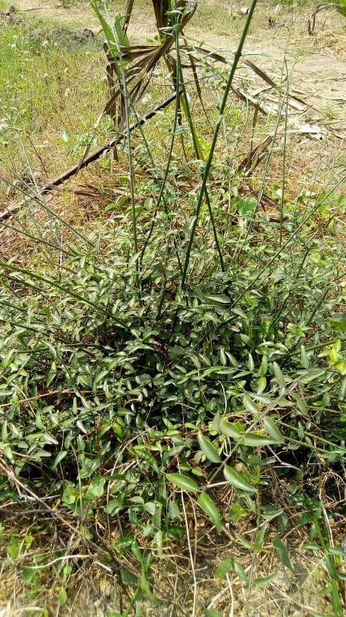 Dattier du désert 12