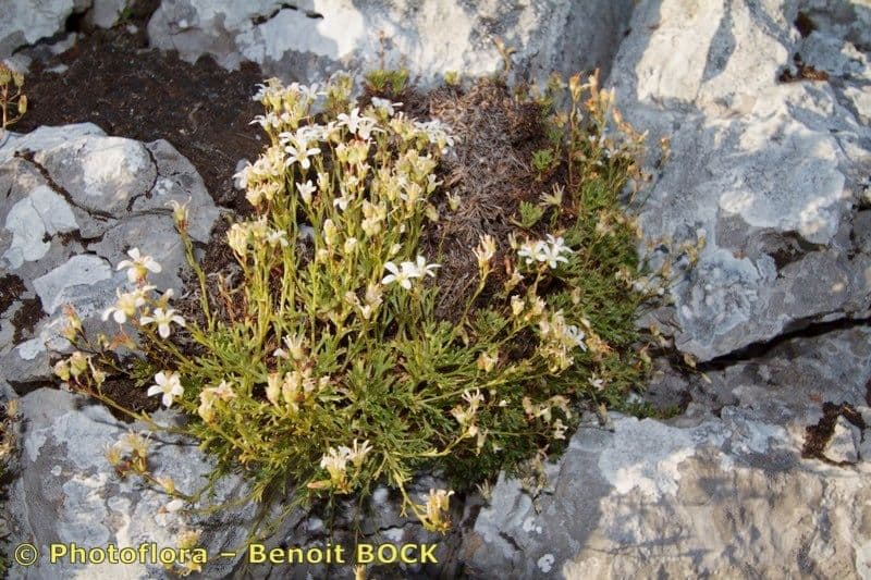 Saxifrage 6