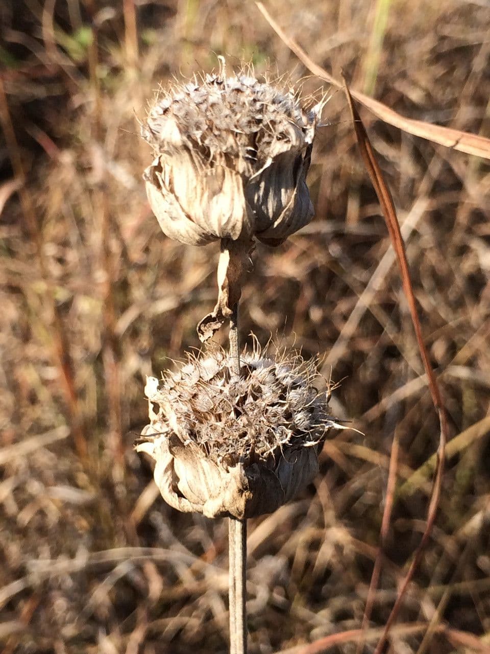 Monarde citronnée