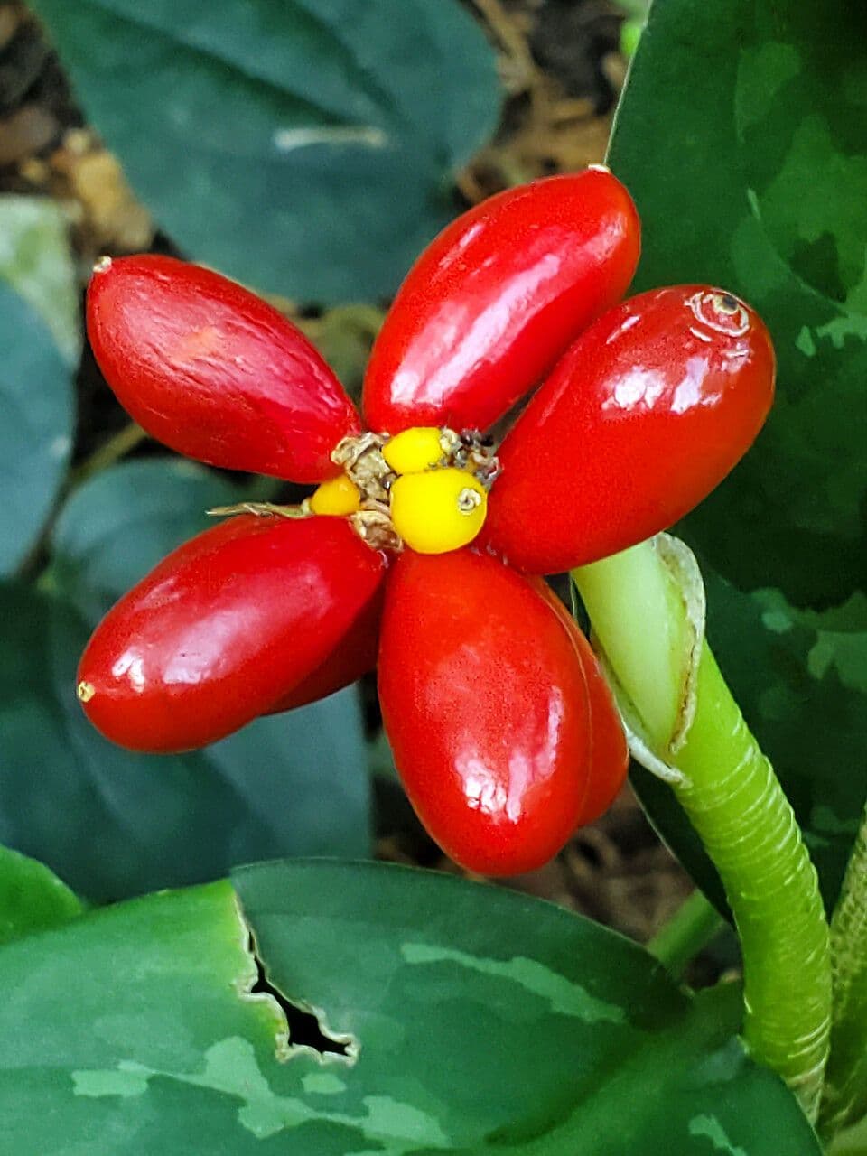 Aglaonema 3
