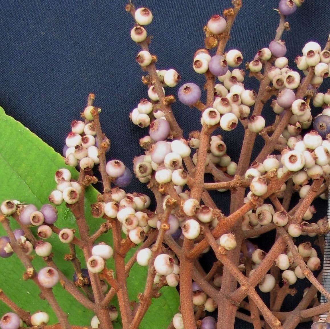 Miconia punteggiata