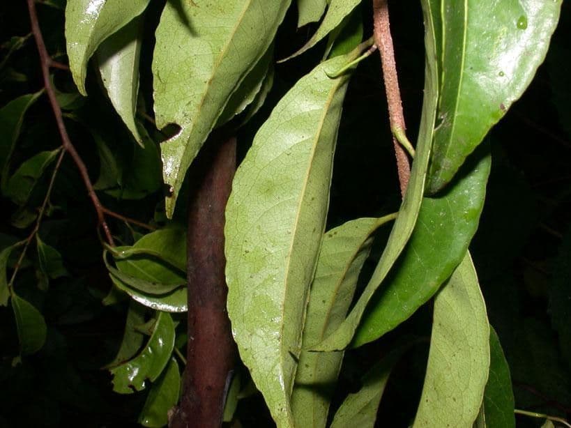 Sacoglottis 16