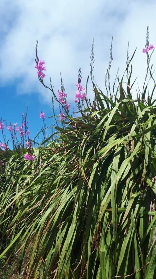 Watsonia 7