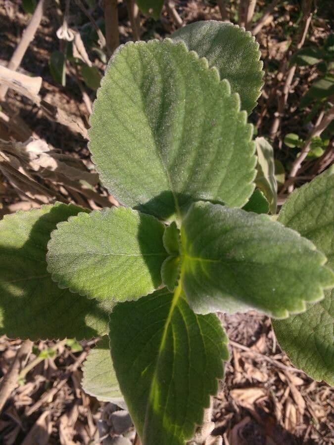 Coleus barbato 16