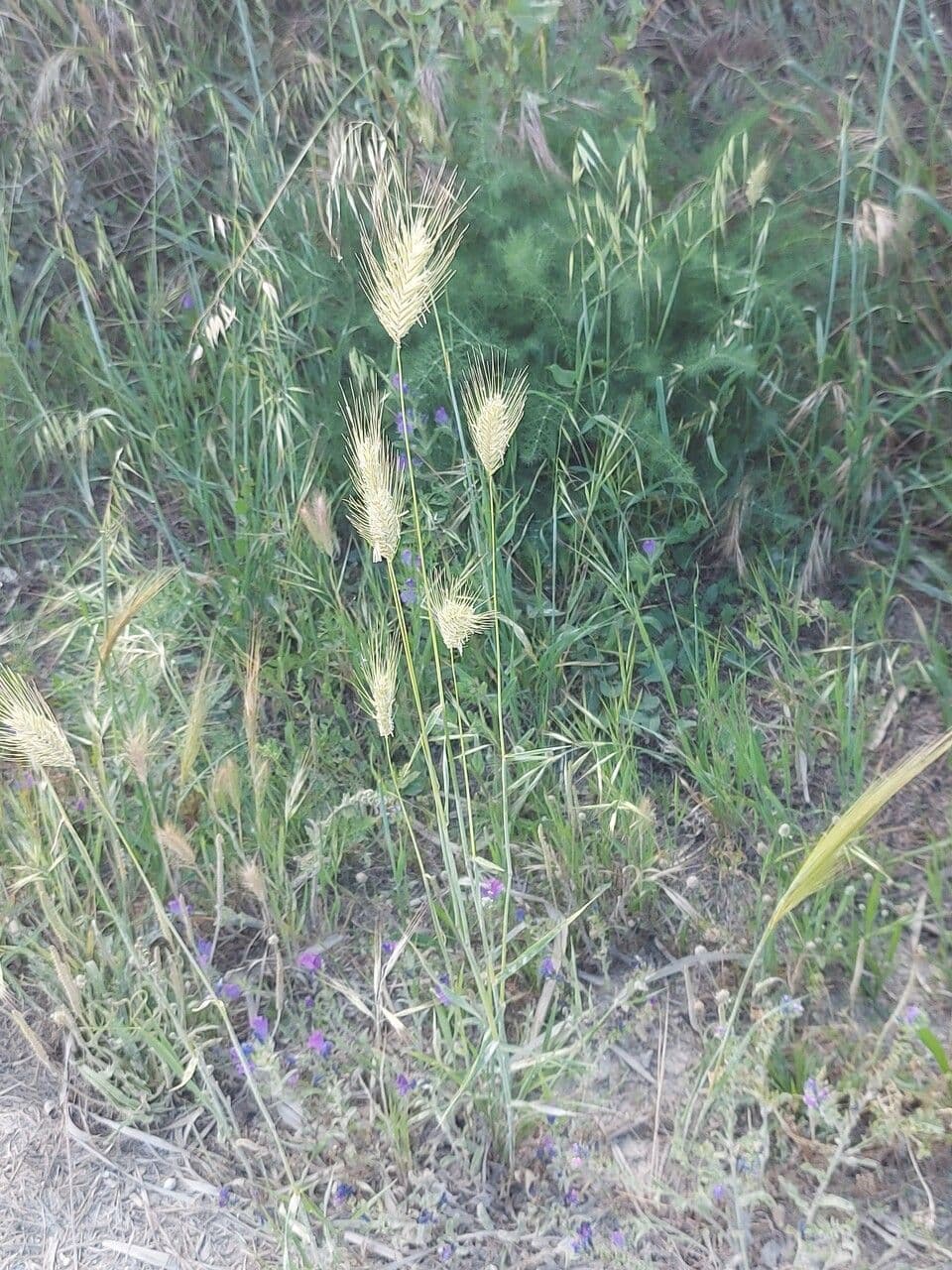 Orzo marittimo 15