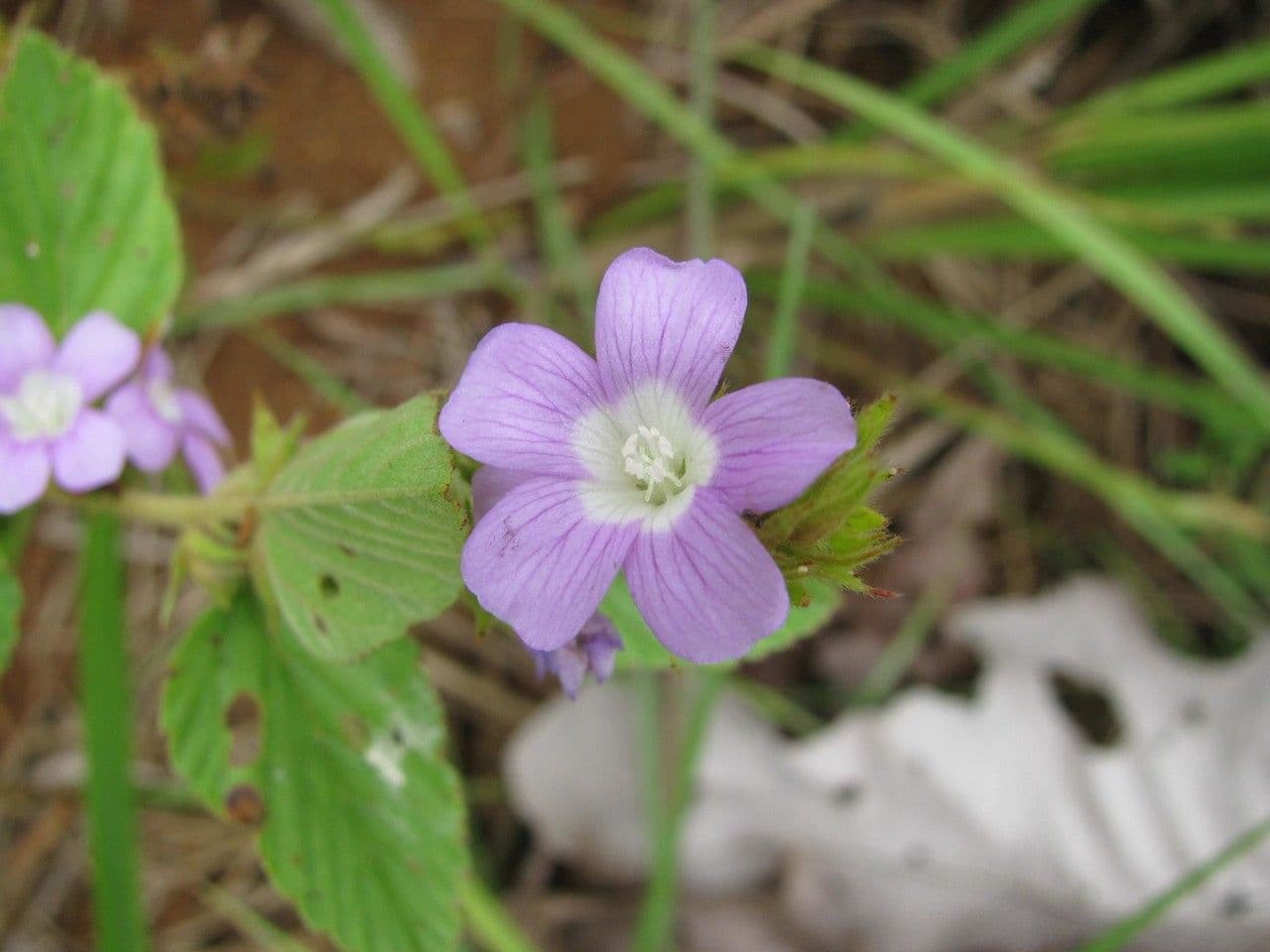 Melochia villosa 4