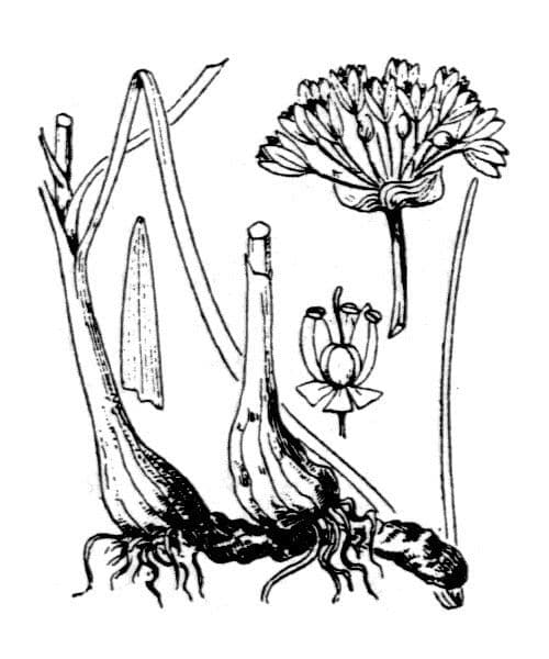 Aglio angoloso 16